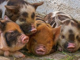 Funny Pig Jokes That'll Get You Oinking With Laughter