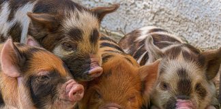 Funny Pig Jokes That'll Get You Oinking With Laughter