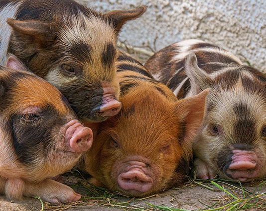 Funny Pig Jokes That'll Get You Oinking With Laughter