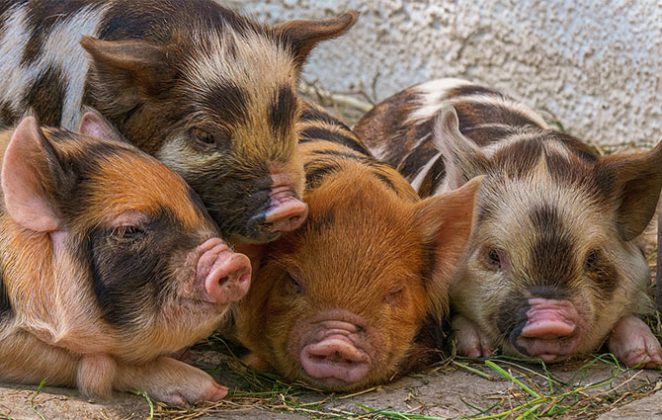45+ Funny Pig Jokes That'll Get You Oinking With Laughter - Little Day Out