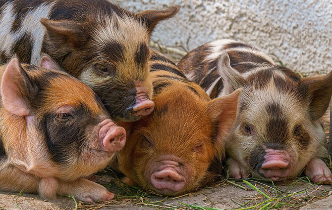 Funny Pig Jokes That'll Get You Oinking With Laughter