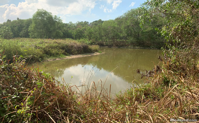 Tampines Eco Green Pond