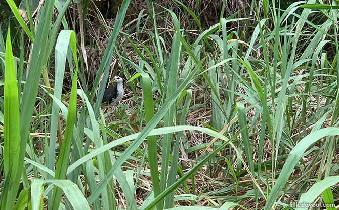 Water Fowl