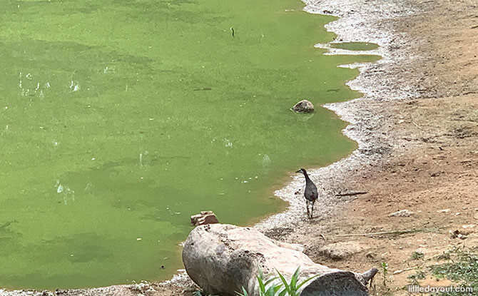 Tampines Eco Green, Off the Beaten Path Park in Singapore