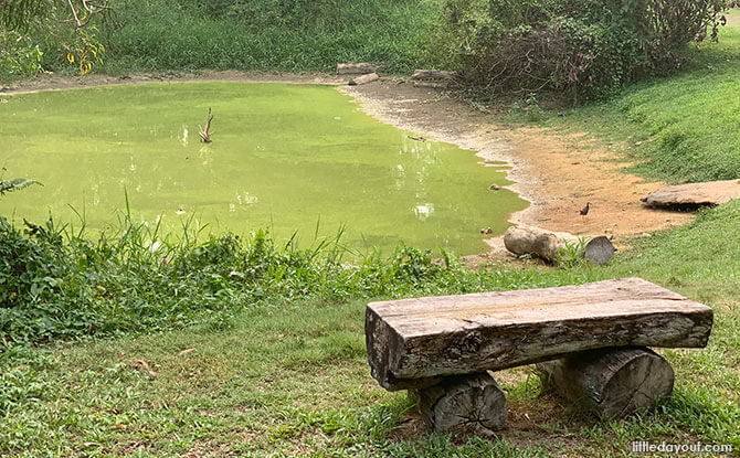 Nature Escape - Tampines Eco Green