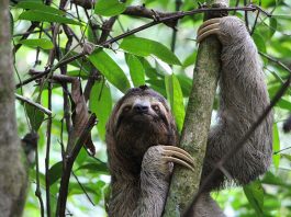 20+ Interesting Facts About Costa Rica For Kids