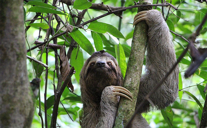 20+ Interesting Facts About Costa Rica For Kids 20+ Interesting Facts About Costa Rica For Kids
