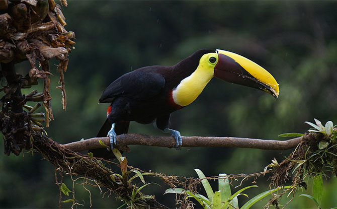 More Interesting Facts about Costa Rica: A Nature Wonderland