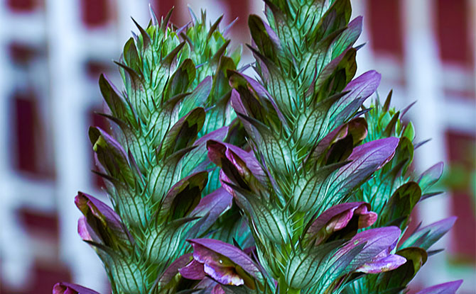 Acanthus