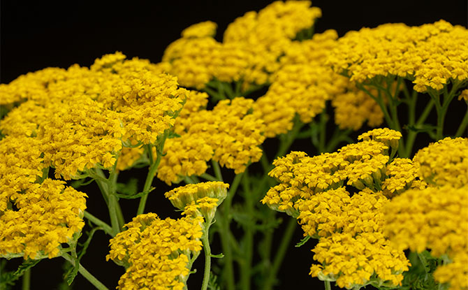 Flowers that Start with A - Achillea