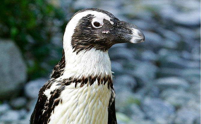 African Penguin