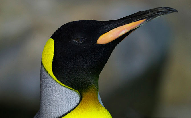 ajbp-King-Penguin_credit-to-Wildlife-Reserves-Singapore