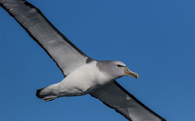 Albatross