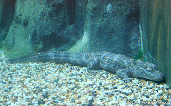 Alligator