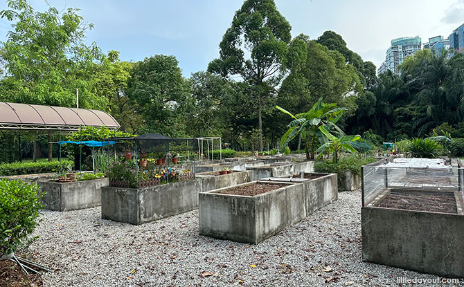 Community Urban Farm and Allotment Gardens