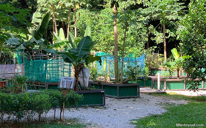 Allotment Gardens: Gardening Plots in Singapore