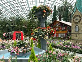 Alpine Adventure Starring Begonias At Gardens By The Bay