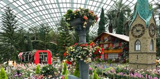 Alpine Adventure Starring Begonias At Gardens By The Bay