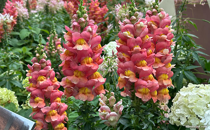 Alpine Adventure Starring Begonias At Gardens By The Bay 6 snapdragons