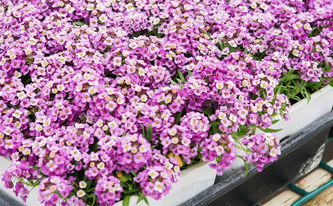 21 Beautiful Flowers That Start with A