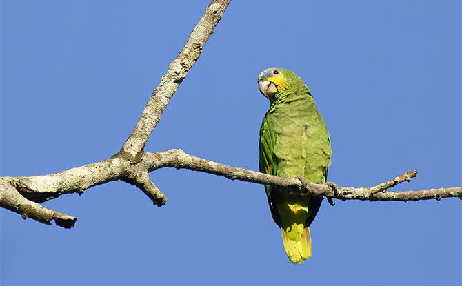 Amazon Parrot