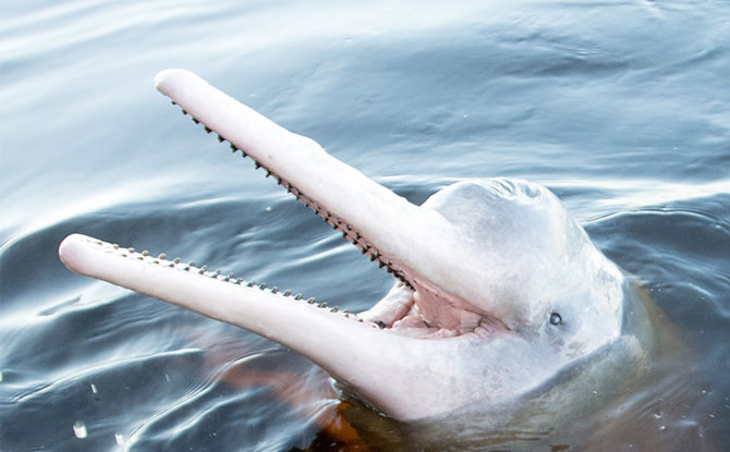 Amazon River Dolphin