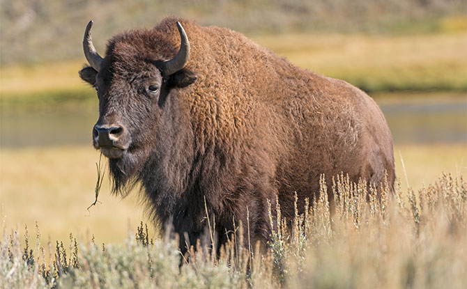 American Bison