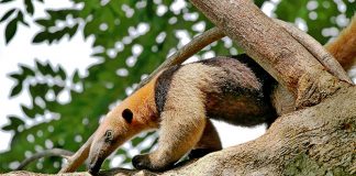 Anteater Jokes That’ll Have You Sticking Out Your Tongue & Making Funny Faces