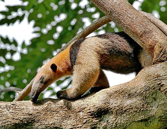 Anteater Jokes That’ll Have You Sticking Out Your Tongue & Making Funny Faces