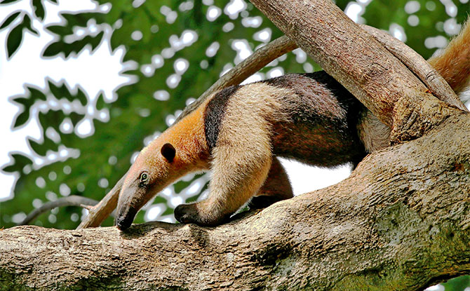 Anteater Jokes That’ll Have You Sticking Out Your Tongue & Making Funny Faces Anteater Jokes That’ll Have You Sticking Out Your Tongue & Making Funny Faces