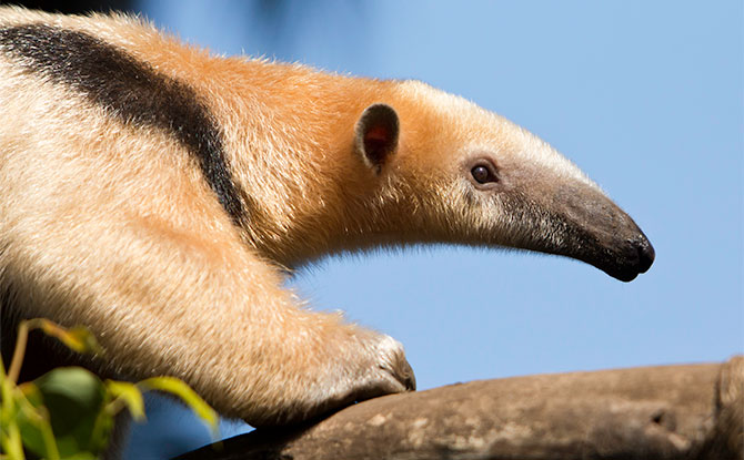 More Funny Anteater Jokes