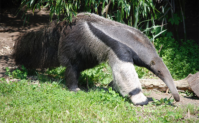 Anteater