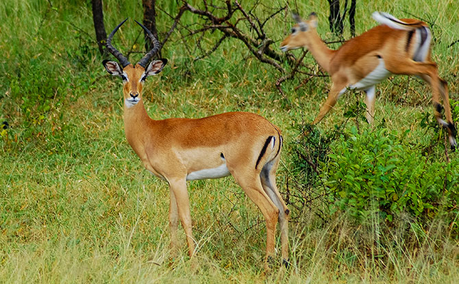 Animals starting with A - Antelope