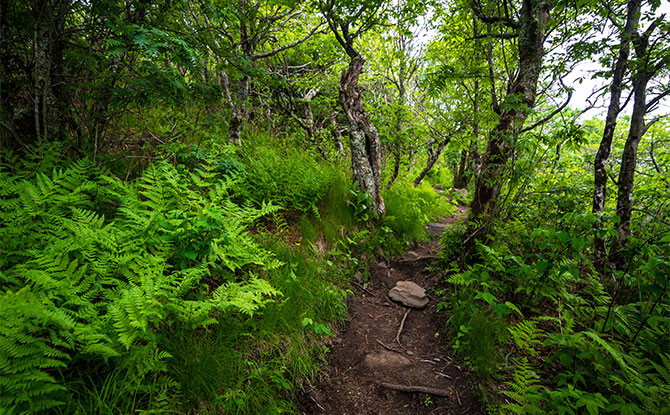 Interesting Appalachian Trail Facts for Kids