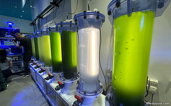 Plankton Food - Aquarist Lab, SEA Aquarium