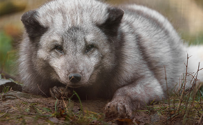 Arctic Fox