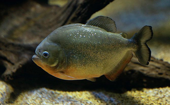 Red-bellied Piranha