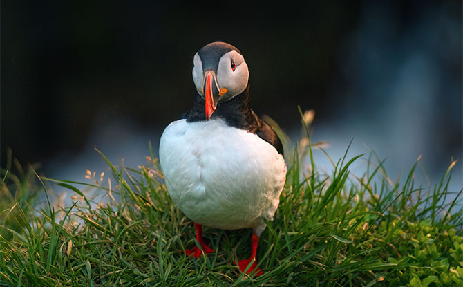 Atlantic Puffin