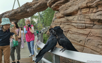 View of Useful Guide To Bird Paradise: Walk-In Aviaries, Presentations, Tips ...