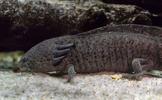 Amazing and Interesting Axolotl Facts for Kids