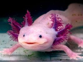 12 Interesting Axolotl Facts For Kids