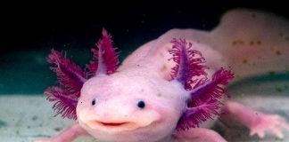 Axolotl