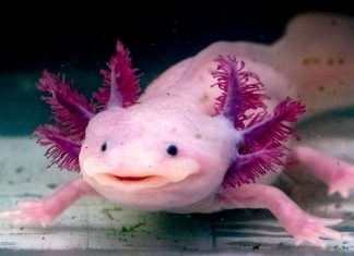 Axolotl
