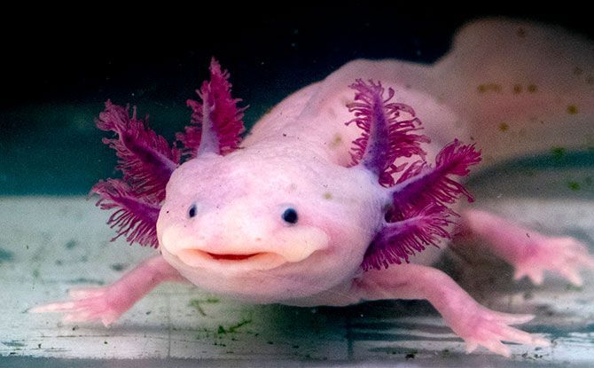 Axolotl