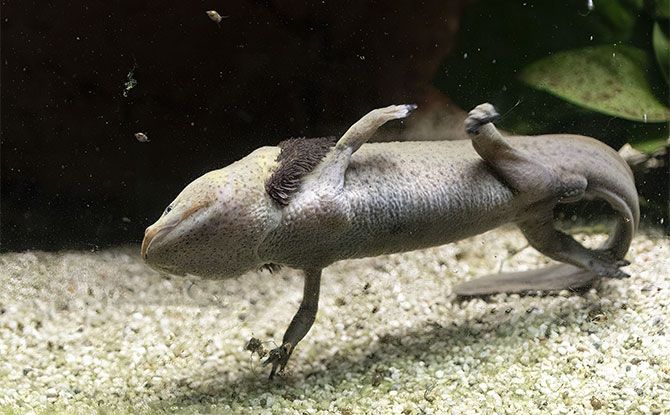 Axolotls are Carnivores