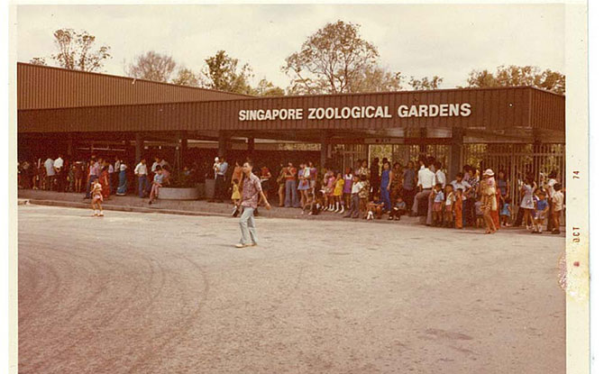 Captivating Singapore Zoo Experience