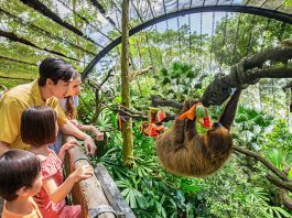Singapore Zoo Interesting Facts