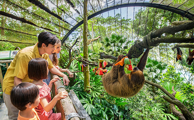 Singapore Zoo Interesting Facts Singapore Zoo Interesting Facts