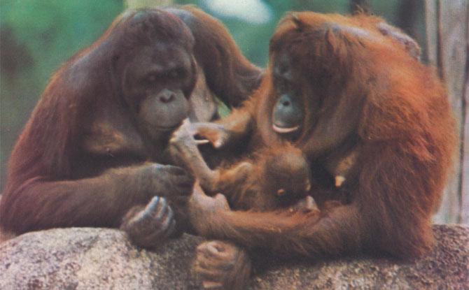 First orangutan birth.