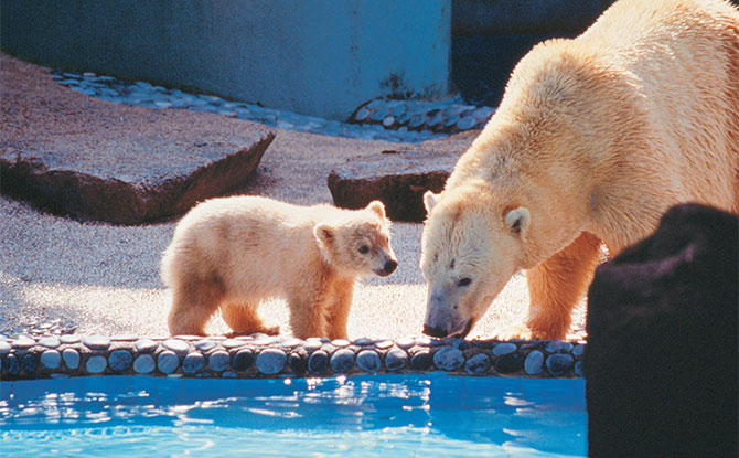 Inuka as a cub.